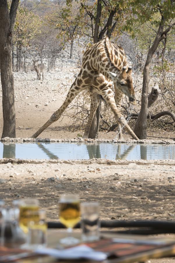 Ongava Tented Camp أوكاوكويجو المظهر الخارجي الصورة
