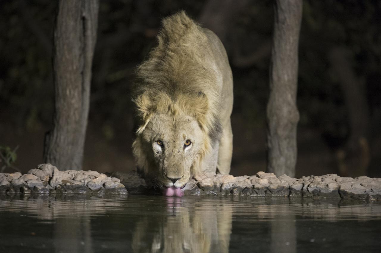 Ongava Tented Camp أوكاوكويجو المظهر الخارجي الصورة
